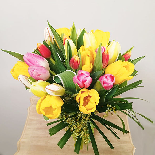 Tulip Sunshine