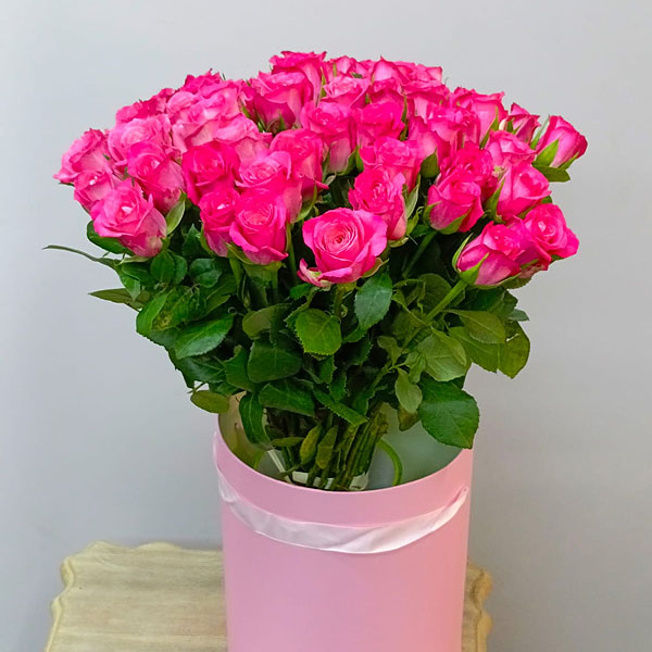 Rose Indien