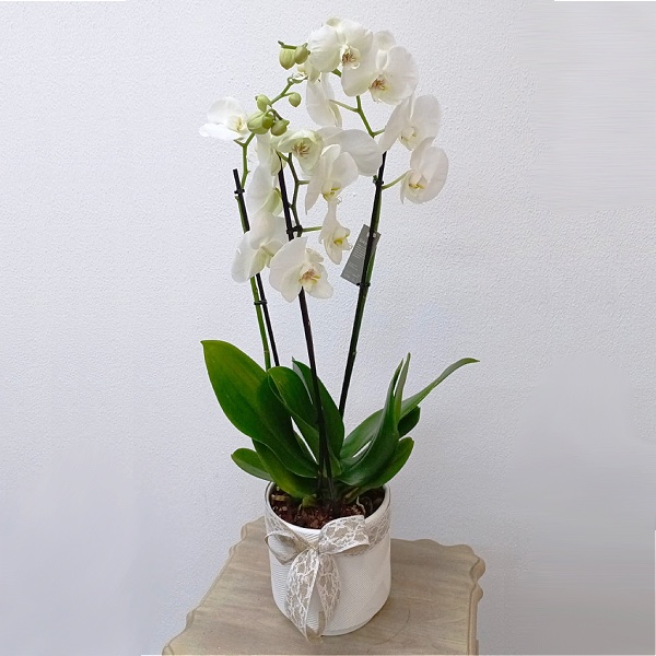 Sensual Orchids