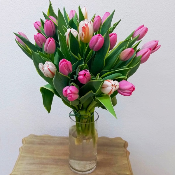 Tulips Of Spring
