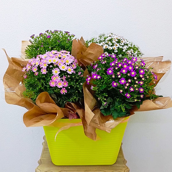 Der Fruhling